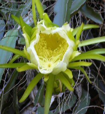 Hylocereus undatus (Night-blooming cereus, paniniokapunahoa, papipi pua, dragon fruit, red pitaya) 030702-0002