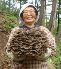 原木舞茸栽培-収穫